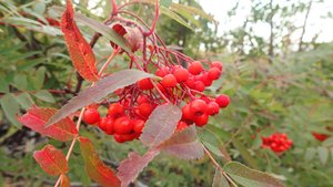 2025.09.07. Норильск, Талнахские горы.