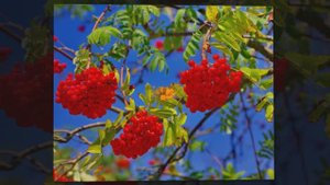 Осенний экстрим -  Красивая мелодия осени