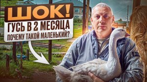 ШОК! Гусь в 2 месяца — меньше, чем в прошлые годы. Что буду делать?😱💥 #МоеПодворье