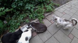 Бездомные кошки.Часть 1.