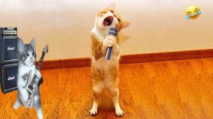 Смешные видео с кошками и собаками (Подборка №28)