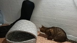 Кот и чехол