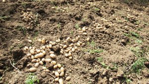 Урожай картошки в сентябре 2025 г и зачем нужны сидераты осенью