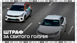 Автоюристы рассказали, какой штраф грозит водителям за сбитого голубя - Москва 24