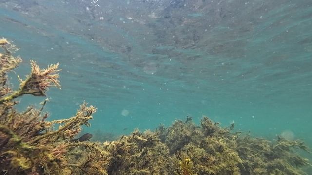 Сентябрьское мелководье Черного моря. смотреть онлайн