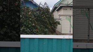 огромный урожай яблок