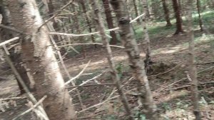 Лесная прогулка! И проверка вчерашнего ремонта!