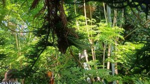 Уникальная башня-теплица