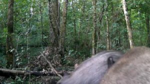 Фото ловушка