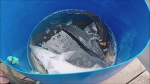 Зарыбление осетром нижнего водоёма 100 кг. Клёвое место, Лосиный остров.