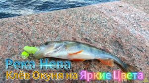 КЛЁВ ОКУНЯ НА ПРИМАНКИ ЯРКИХ ЦВЕТОВ РЫБАЛКА ГОРОД СПБ РЕКА НЕВА СЕНТЯБРЬ ВЫХОД НА ХИЩНИКА ОТВОДНОЙ