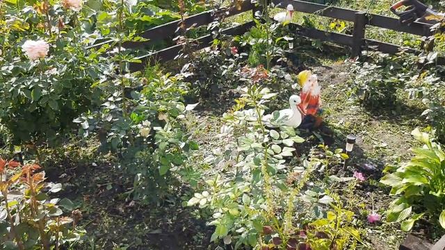 1 сентября/ /заморозка перца//привела розы в порядок/ /