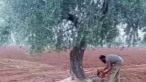 «Обезьяна с бензопилой»: суть сирийского джихада в одном видео !!!