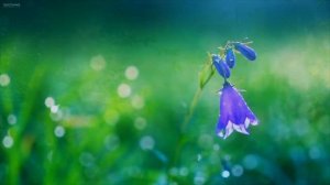 Инна Субботина  - "Песня для тебя". Авторский романс.