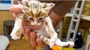 Друзья, МЫ ПРОЩАЕМСЯ с котенком Тигрой..