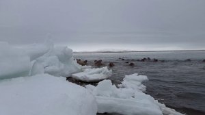 Моржи. Лорино.