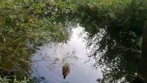 Утки собирались летом