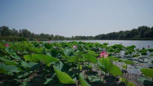 Лотосы озера Круглое