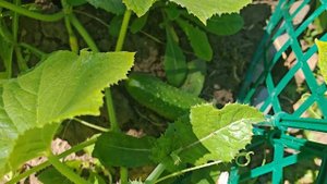 Мои 6 соток 19 июля 2025 года. Собираю огурцы!