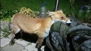 (1108) Лиса приходит в гости. Сентябрь 2025