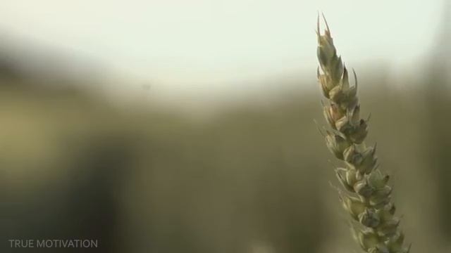 Джо Диспенза - Самый Простой Способ Перепрограммировать Свой Мозг и Улучшить Свою Жизнь смотреть онлайн