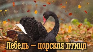 Черные лебеди на пруду. Семейство лебедей. Родители-лебеди и малыши. Сентябрь 2025