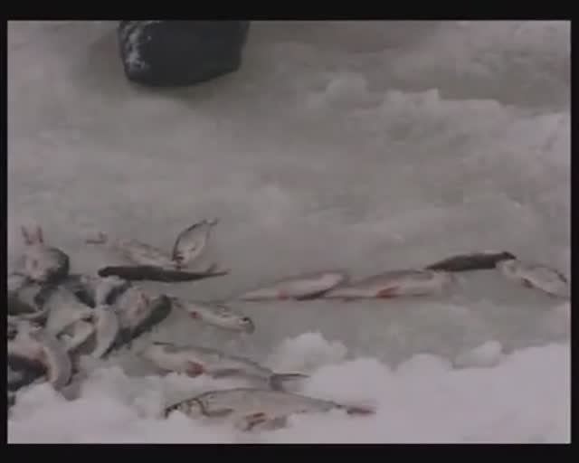 Как перейти на безнасадочный способ зимней ловли Обыкновенной плотвы (Roach) — Rutilus rutilus ?