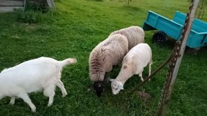 Дом у озера. Животные пасутся. 05.09.2025.