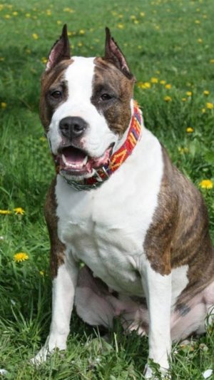 American Staffordshire Terrier