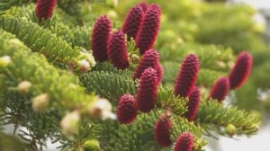 Романтизм тайги -   / Kosma  - Die Sylphen /