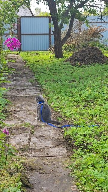 Марсюша впервые на даче 🐱 смотреть онлайн