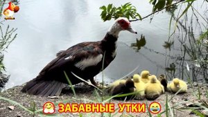 Забавные утки мускусные и пекинские на свободном выгуле со своими друзьями ч.(216) ❣️🤗😂