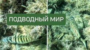 ПОДВОДНЫЙ МИР: МУСКУЛИСТЫЙ КРАБ, КРУПНАЯ КРАСИВАЯ РЫБА, ДЕЛЬФИНЫ, МЕДУЗА, СКОРПЕНА И ДРУГИЕ.