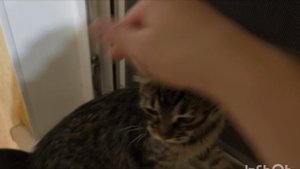 Уже отработала второй день/Киса поцарапала Лилии лицо/Жизнь в Крыму