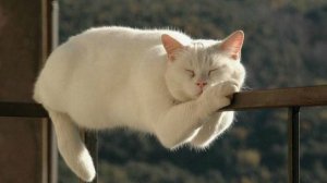 Смешные видео с кошками и другими животными (Подборка №54)