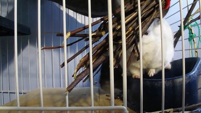 жизнь шиншилл