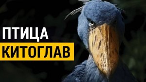 ▽ Самая странная птица в мире - китоглав
