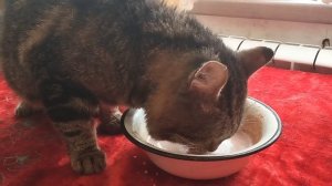 Снова  не везёт  нашему Васелечку. Заболевает котик, видимо наркоз  и операция  ослабили иммунитет и