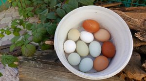 О нашей птичке🪿🐔🦆. Подрезали крылья индоуткам и поставили им новые гнёзда. Просто будни🏡