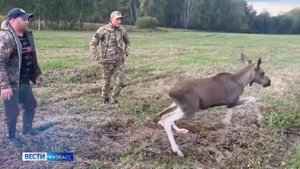 Массовое ДТП, высотники без страховки и переселение лосёнка: сводка происшествий по Кузбассу