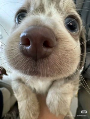 Саймон на трансляции