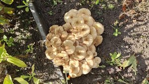 VID_20250907_105109.mp4