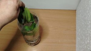 П-21.Ч-1. Распаковка посылки. Дендробиум Tailend Pearl (ароматная) Жемчужина Тайланда