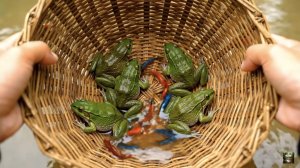 Лягушки, черепахи, рыбки и т.д.