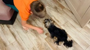 Смешные команды моей собаки