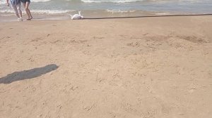 Джемете