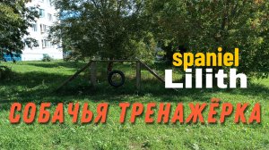 Собачья тренажёрка