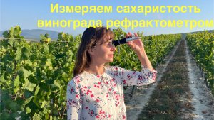 Как измерить сахаристость винограда рефрактометром