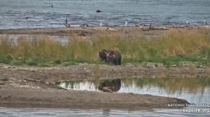Мама опять привела малышей на рыбалку- за три месяца очень подросли