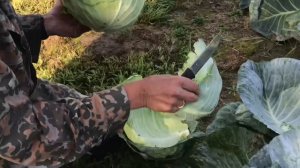 Слизни на капусте